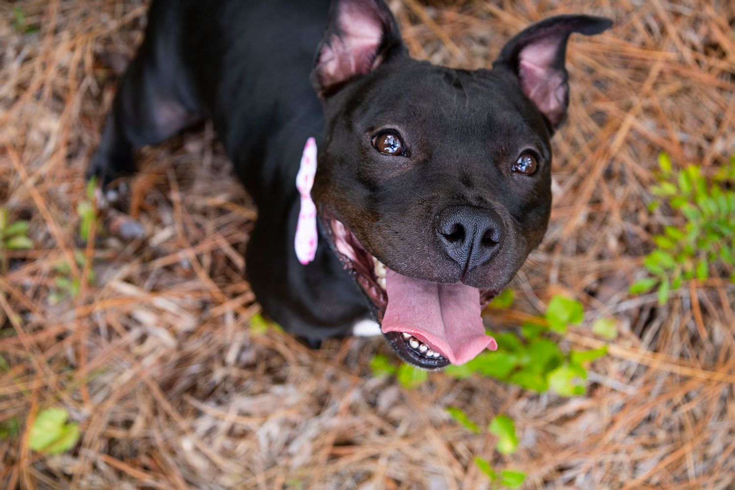 Smiling black Labrador mix with pink tongue looking up at camera while standing on pine needles.