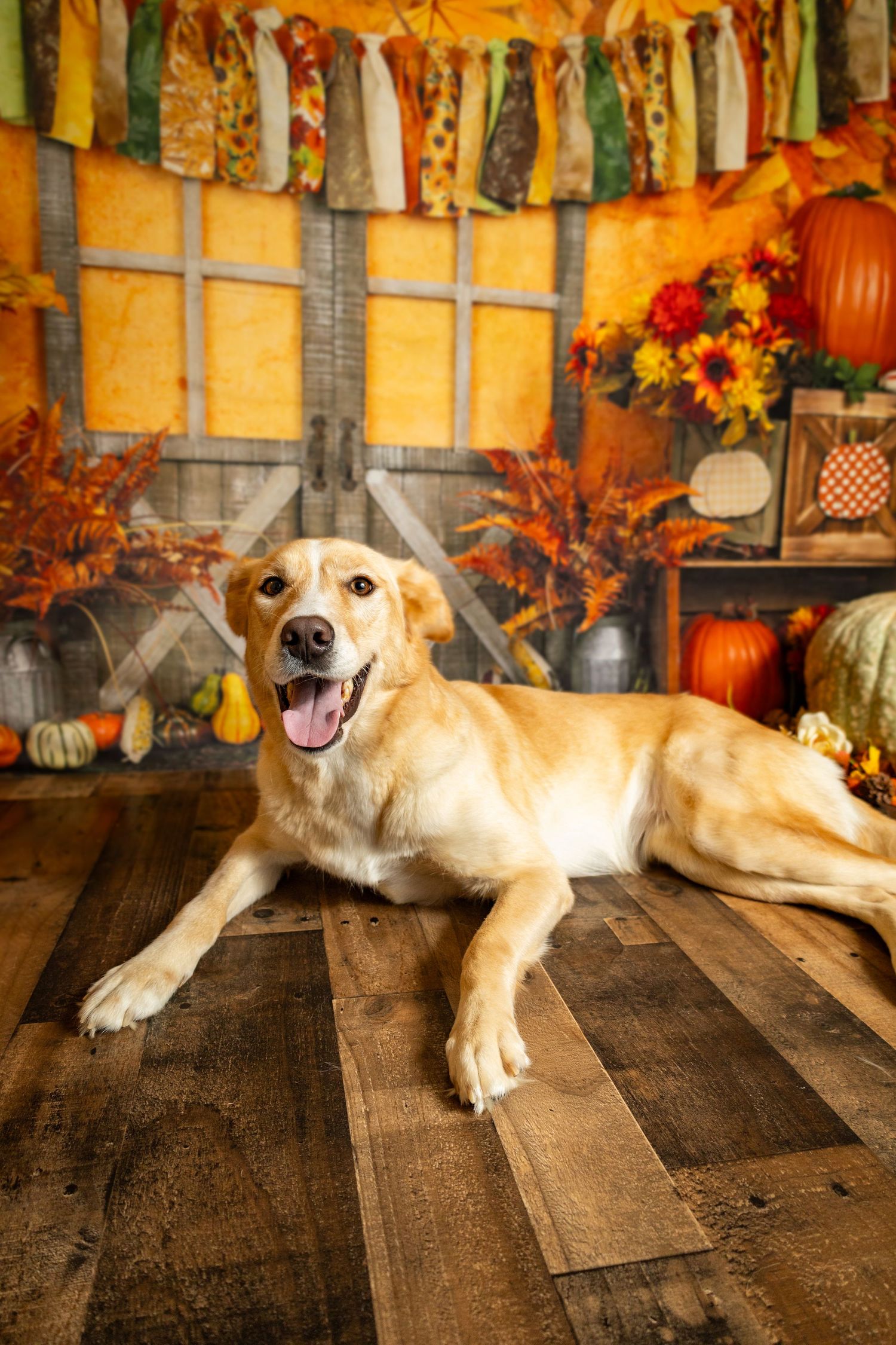 Happy golden Labrador dog lying on wooden floor with colorful fall harvest pumpkin themed backdrop.