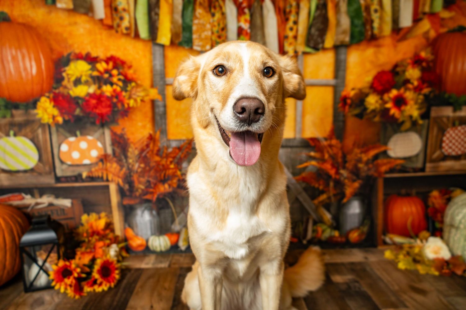 Smiling Labrador dog sitting in front of vibrant autumn pumpkin and sunflower themed photo backdrop.