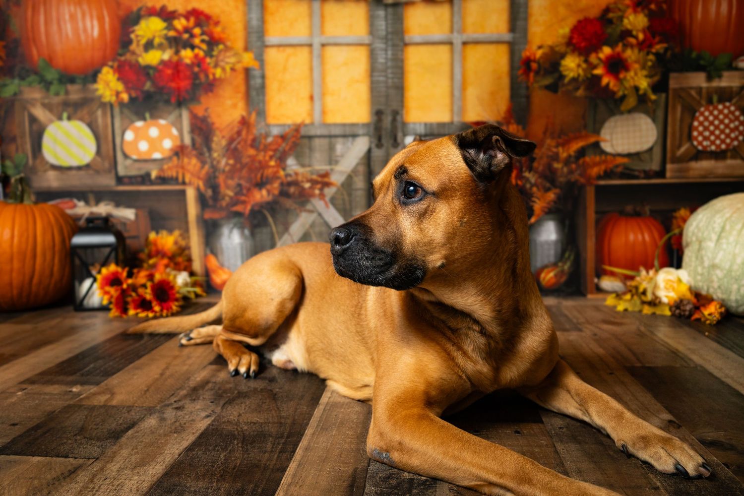 Brown mixed breed dog lying on rustic wooden floor with colorful fall pumpkin harvest themed backdrop.
