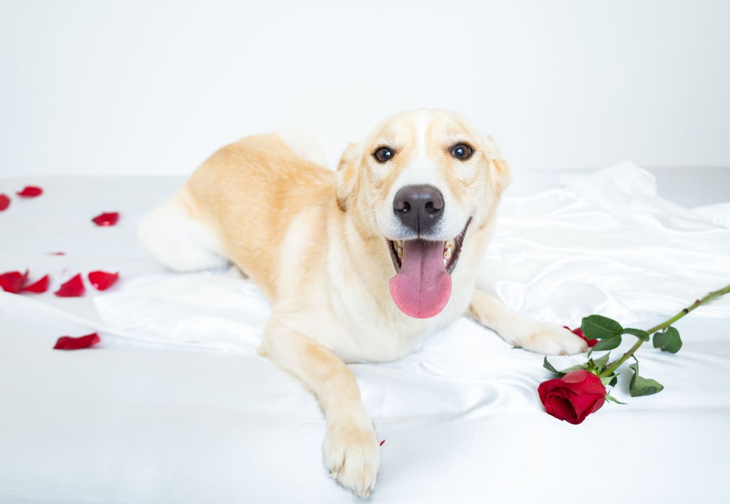 Happy Labrador dog lying on white fabric with a red rose and scattered rose petals.