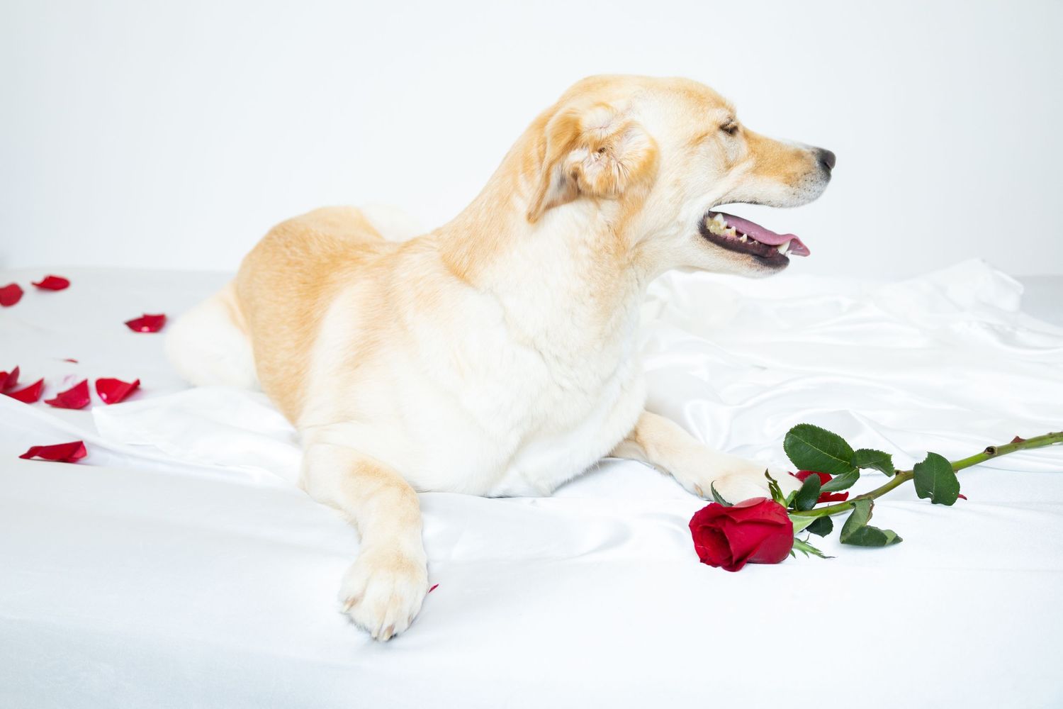 Golden Labrador lying on white satin with a red rose and scattered petals in a romantic Valentine's Day photo.
