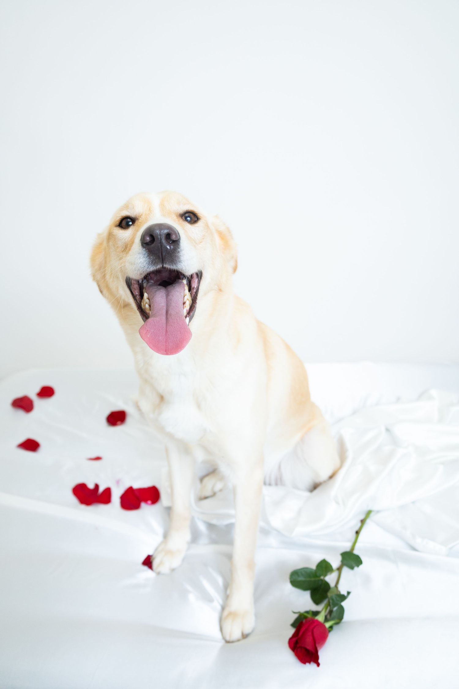 Happy Labrador sitting on white satin with red rose petals and a rose in a Valentine's Day themed portrait.