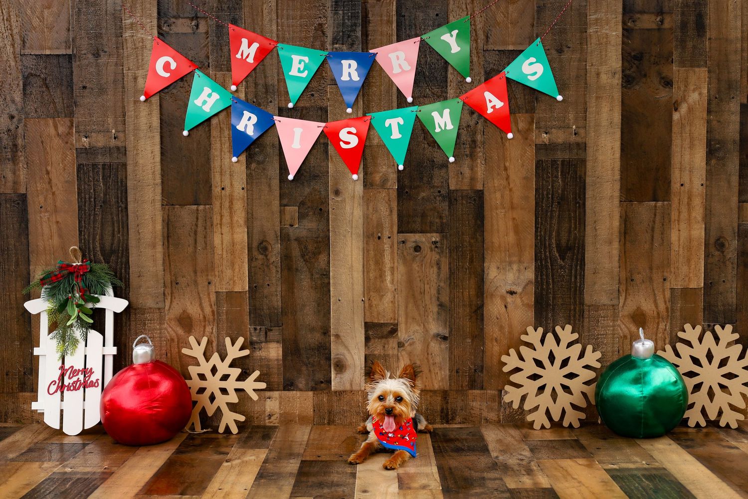 Small dog in red sweater poses under Merry Christmas banner with holiday ornaments and snowflakes.