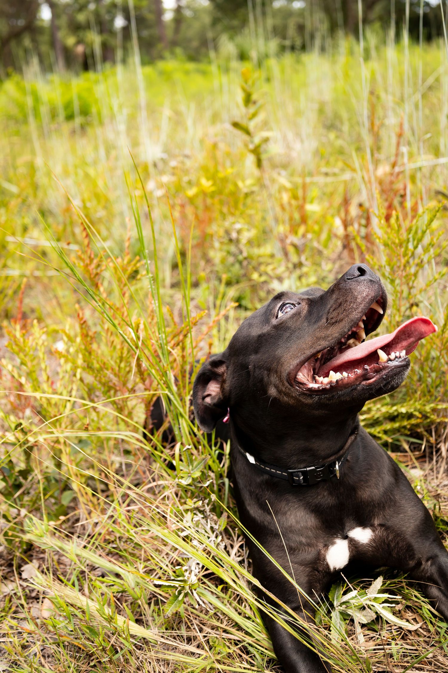 Black Labrador mix with open mouth lying in tall green grass in an outdoor nature portrait.