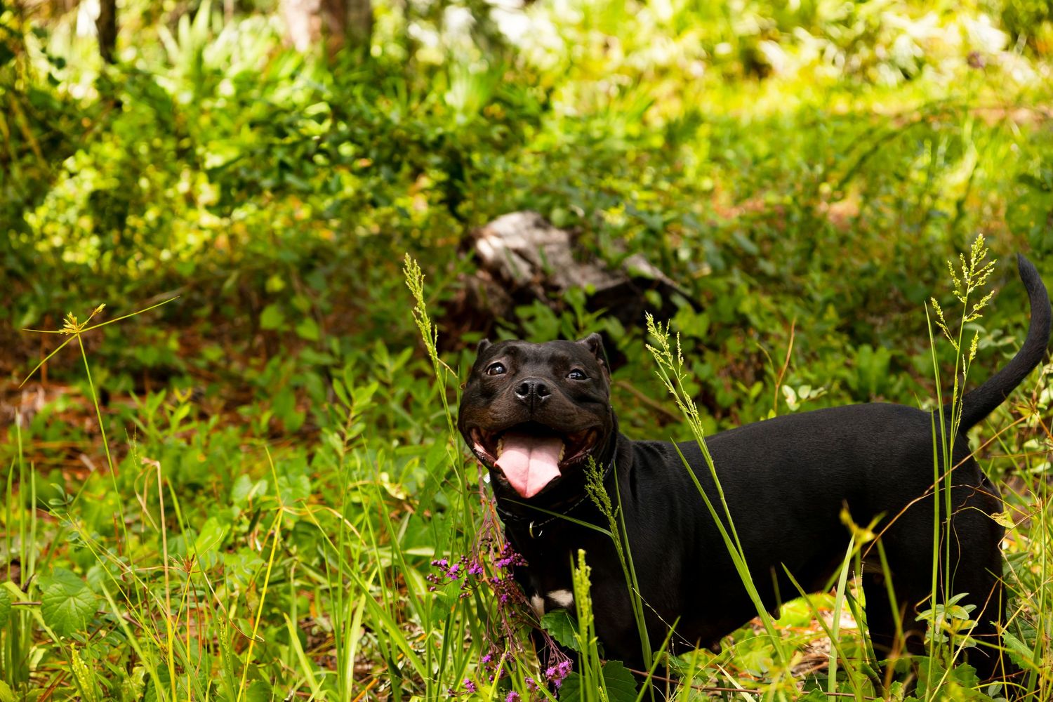 Happy black Labrador mix with tongue out standing among lush green plants in a forest setting.