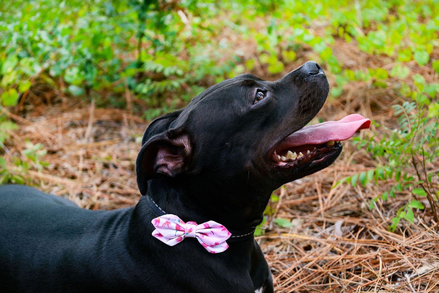 Black Labrador mix wearing a pink bow tie collar looking up in an outdoor nature portrait.
