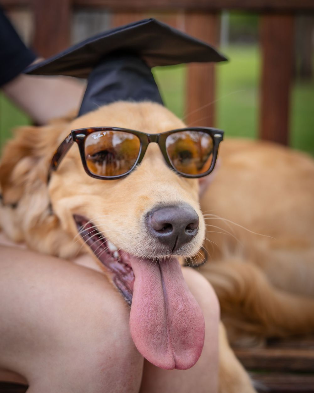 Golden retriever dog wearing graduation cap and sunglasses with tongue out.