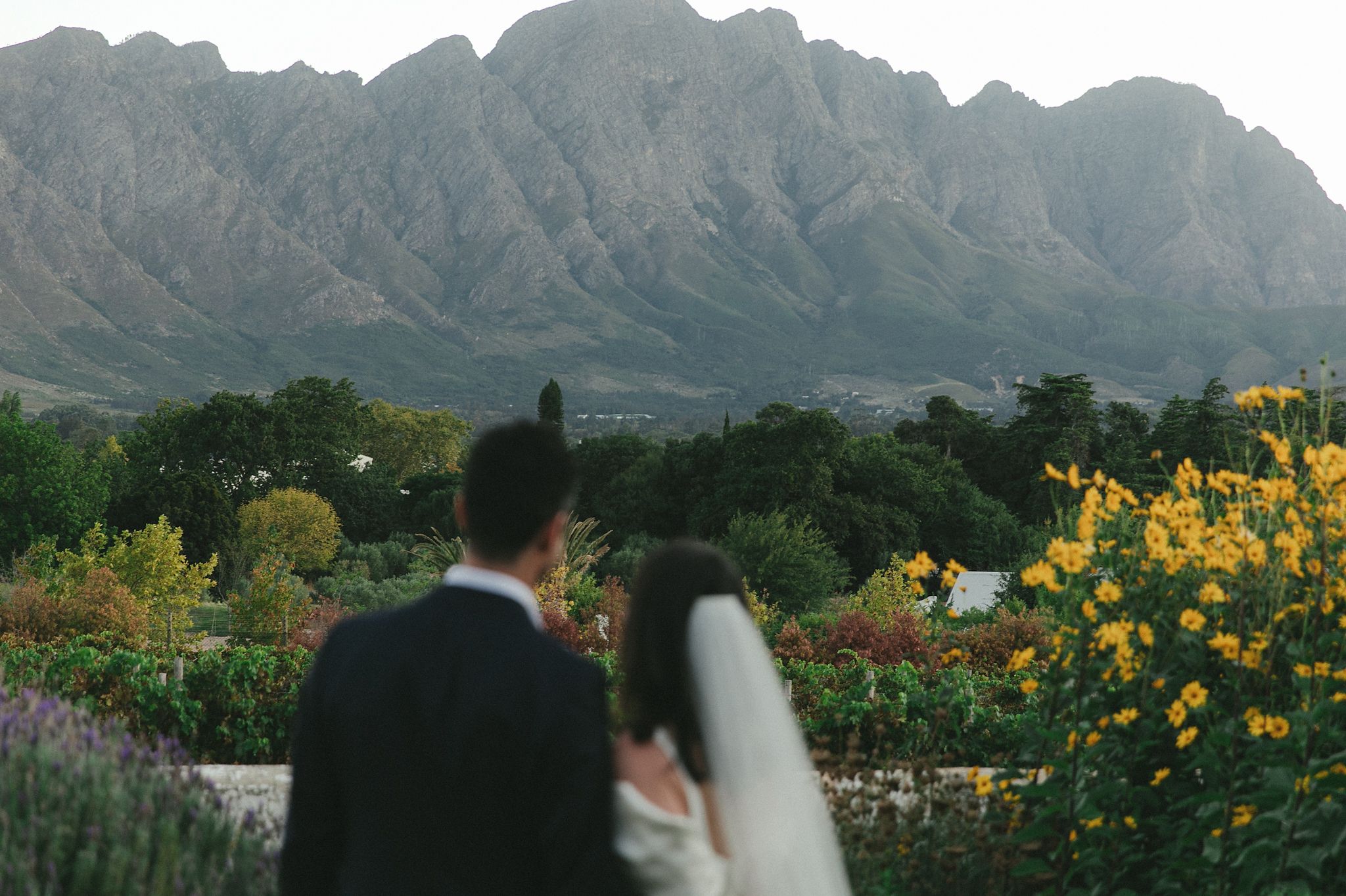 Golden hour wedding photos in the vineyards at La Cotte Franschhoek