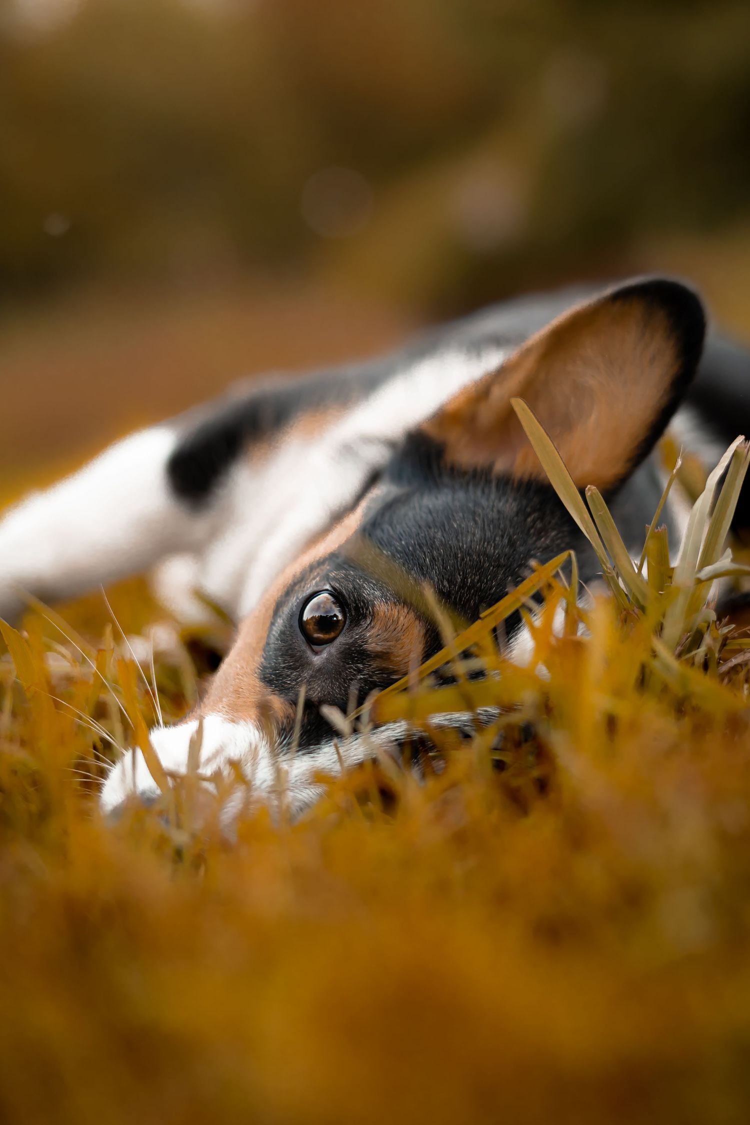 Close-up shot of a dog's nose and eyes peeking through autumn leaves in shallow depth of field. Fairview wv dog photographer