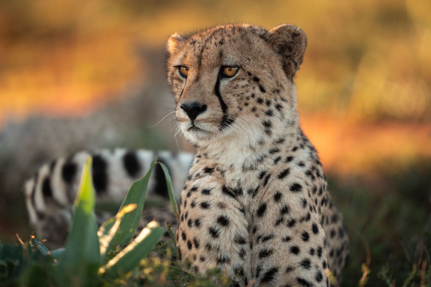 A close-up profile view of a majestic cheetah's spotted face against a blurred natural background.