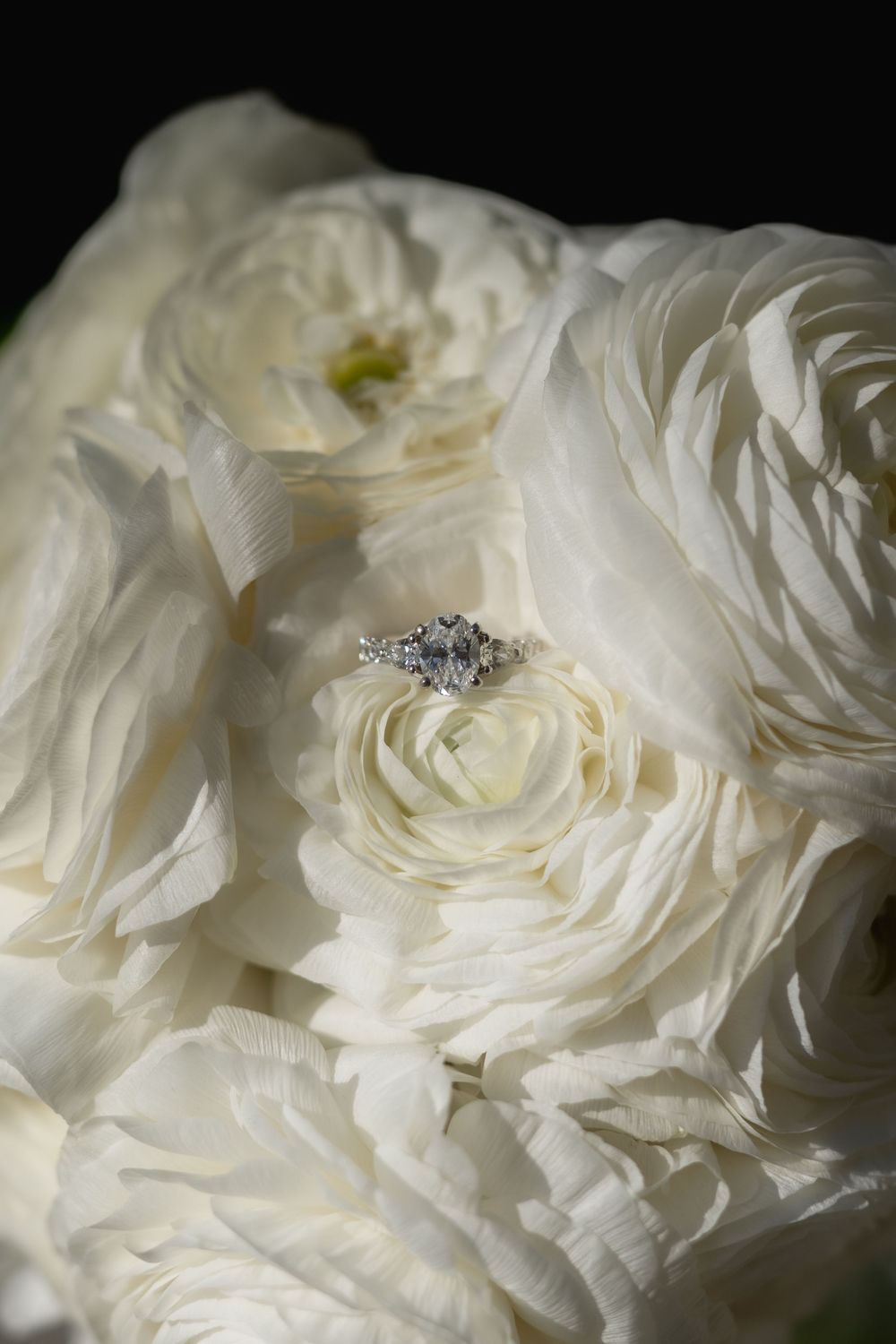Delicate white ranunculus flowers with layered petals create a romantic close-up composition against a dark background.