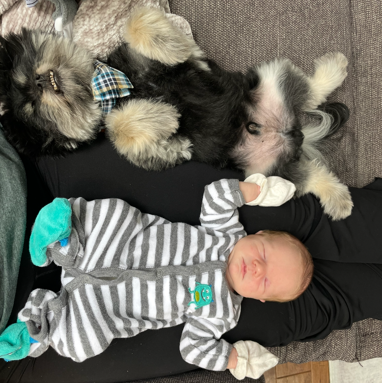 Baby in striped onesie lying on couch with small dog with plaid bow ties snuggling nearby.