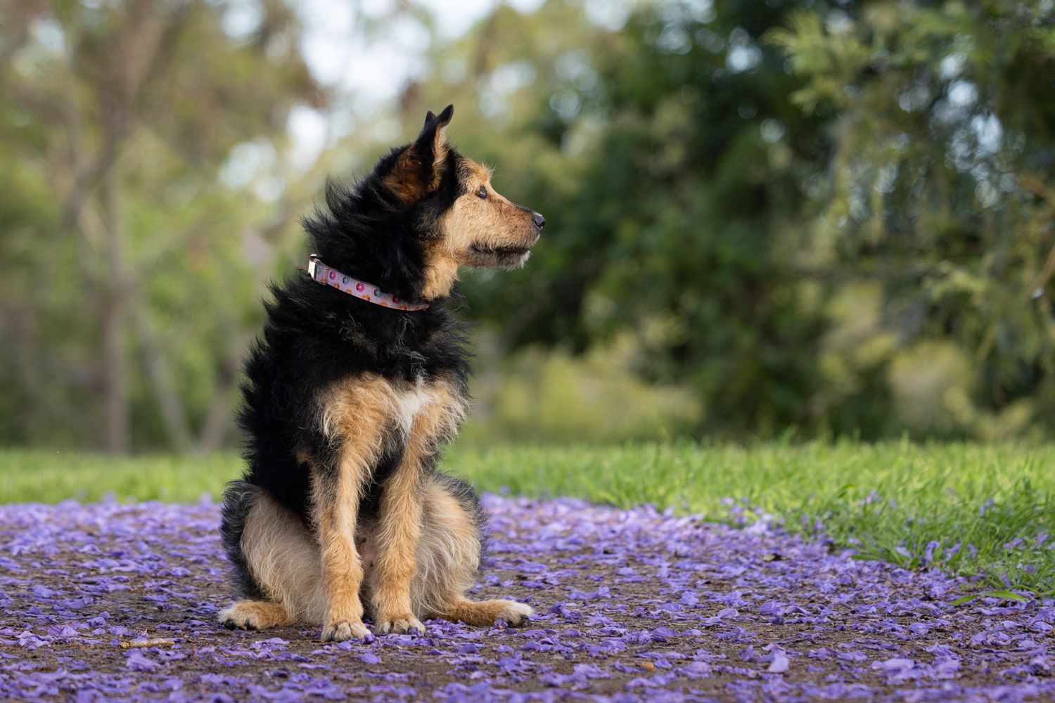 Dog relaxing in field of purple wildflowers on sunny spring day.