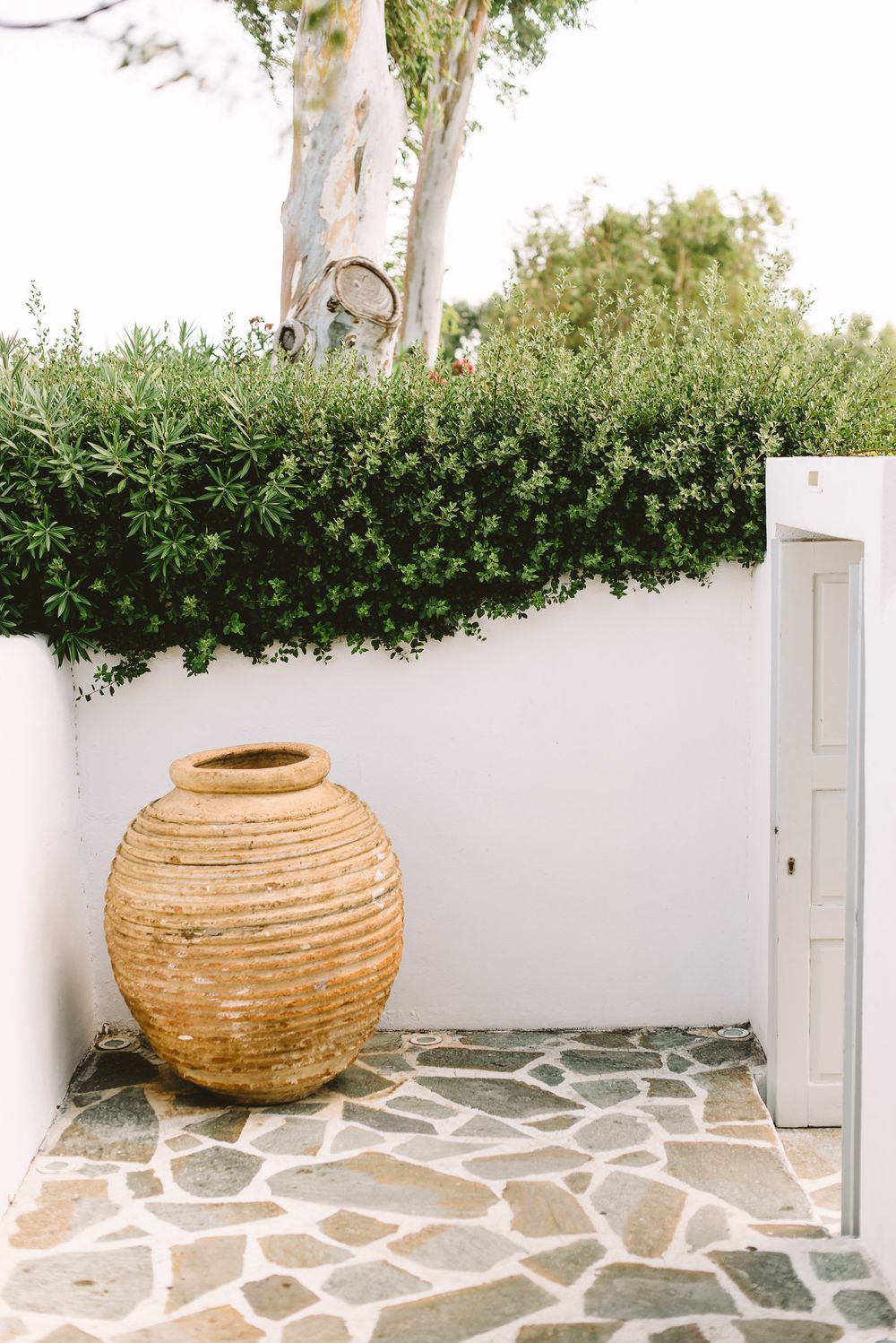 Large terracotta pot beside white wall with green hedge and stone floor in Mediterranean courtyard.
