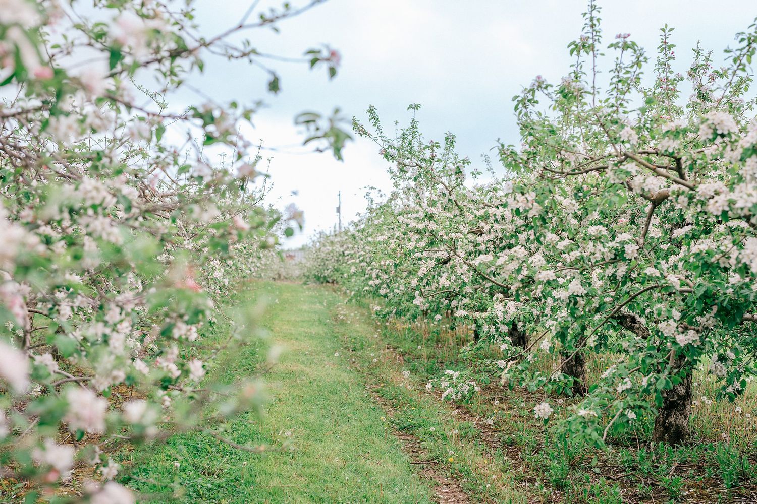 Rows of blooming apple trees with white and pink blossoms line a grassy orchard path in spring.