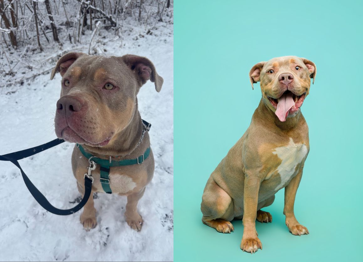 Two photos of a brown and tan pit bull dog, one in snowy woods on leash, one sitting against teal background.