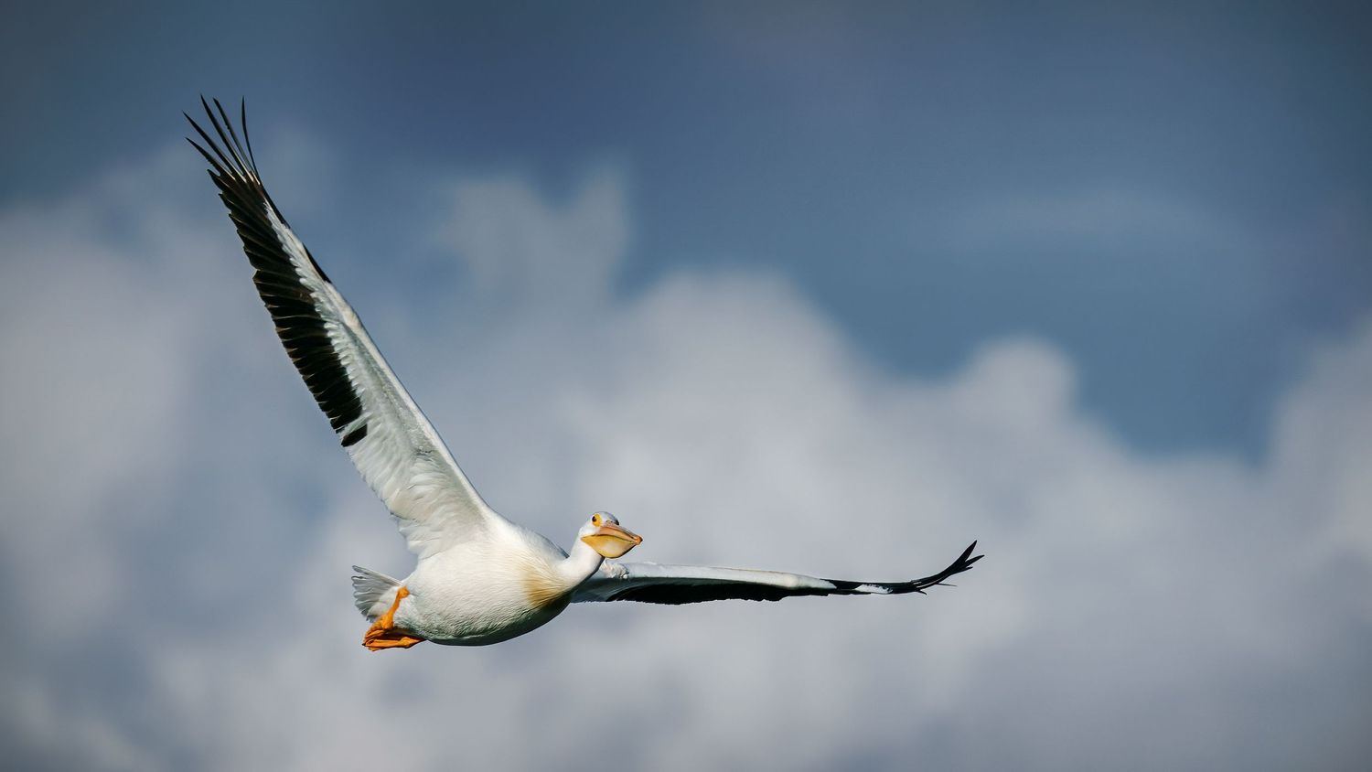 A white pelican soars gracefully through a cloudy blue sky with wings fully extended.