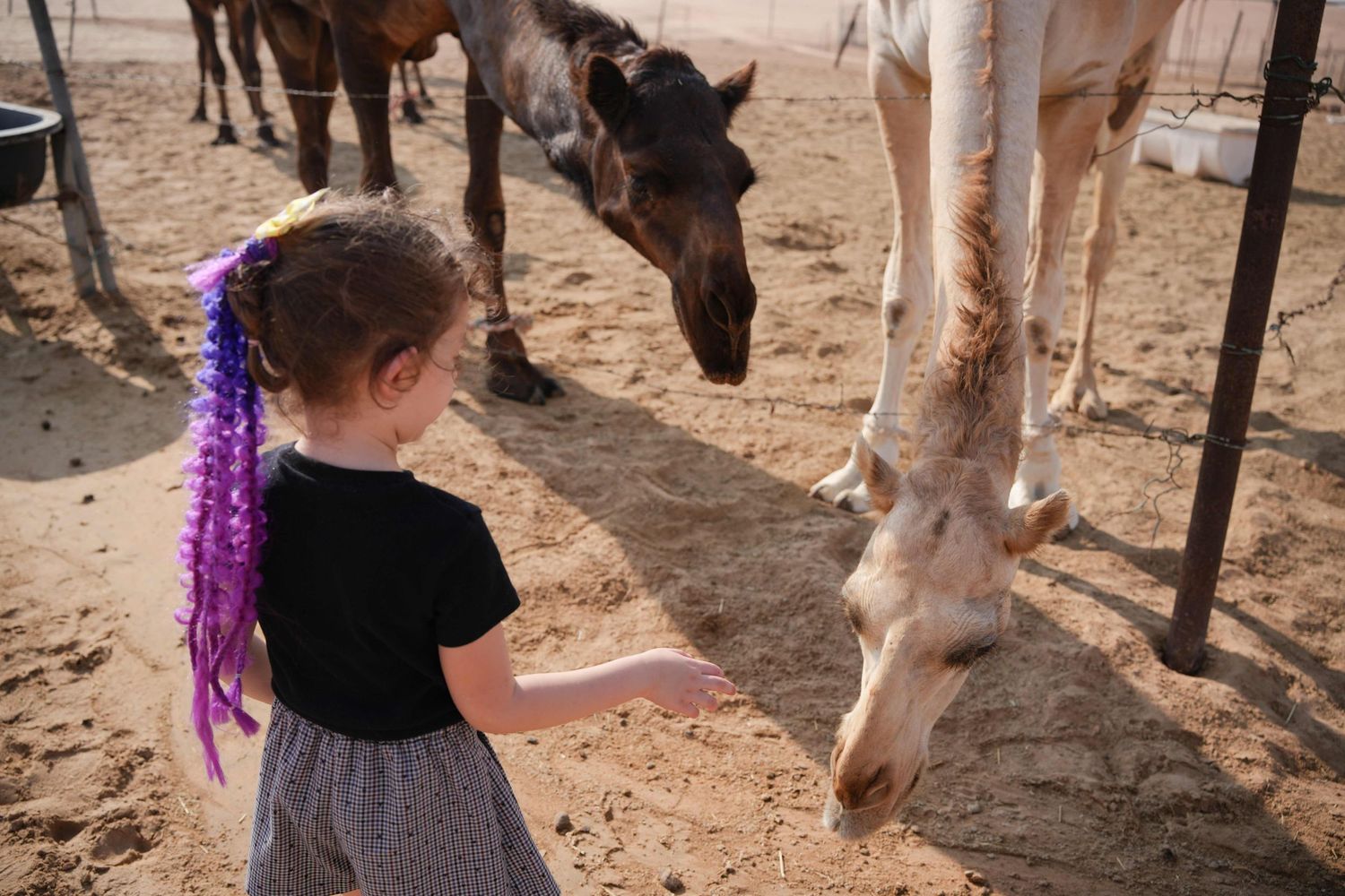 abu dhabi camel photoshoot desert