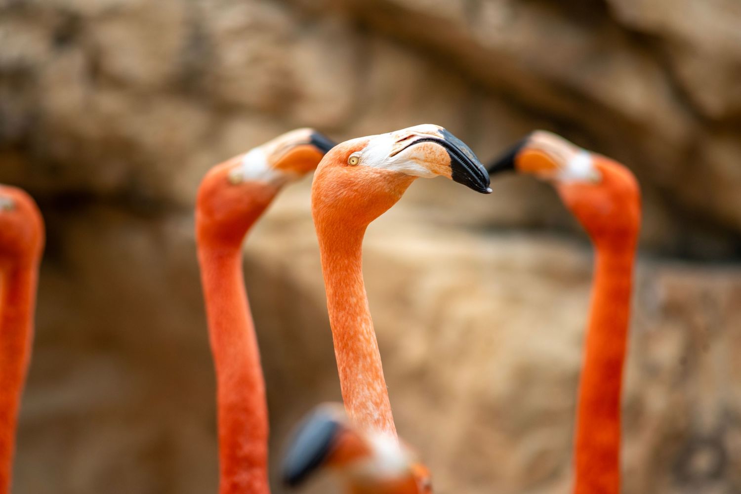 Close-up of vibrant orange flamingos with distinctive curved beaks against a rocky background.