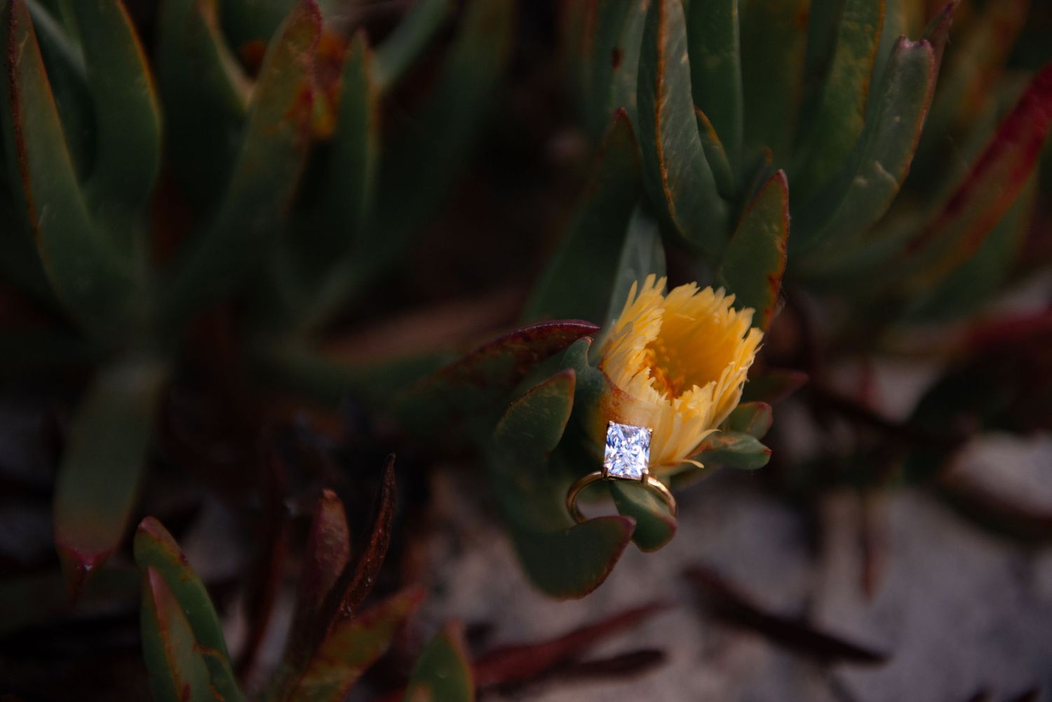Yellow ice plant flower blooming among green succulent leaves with a small white center detail.