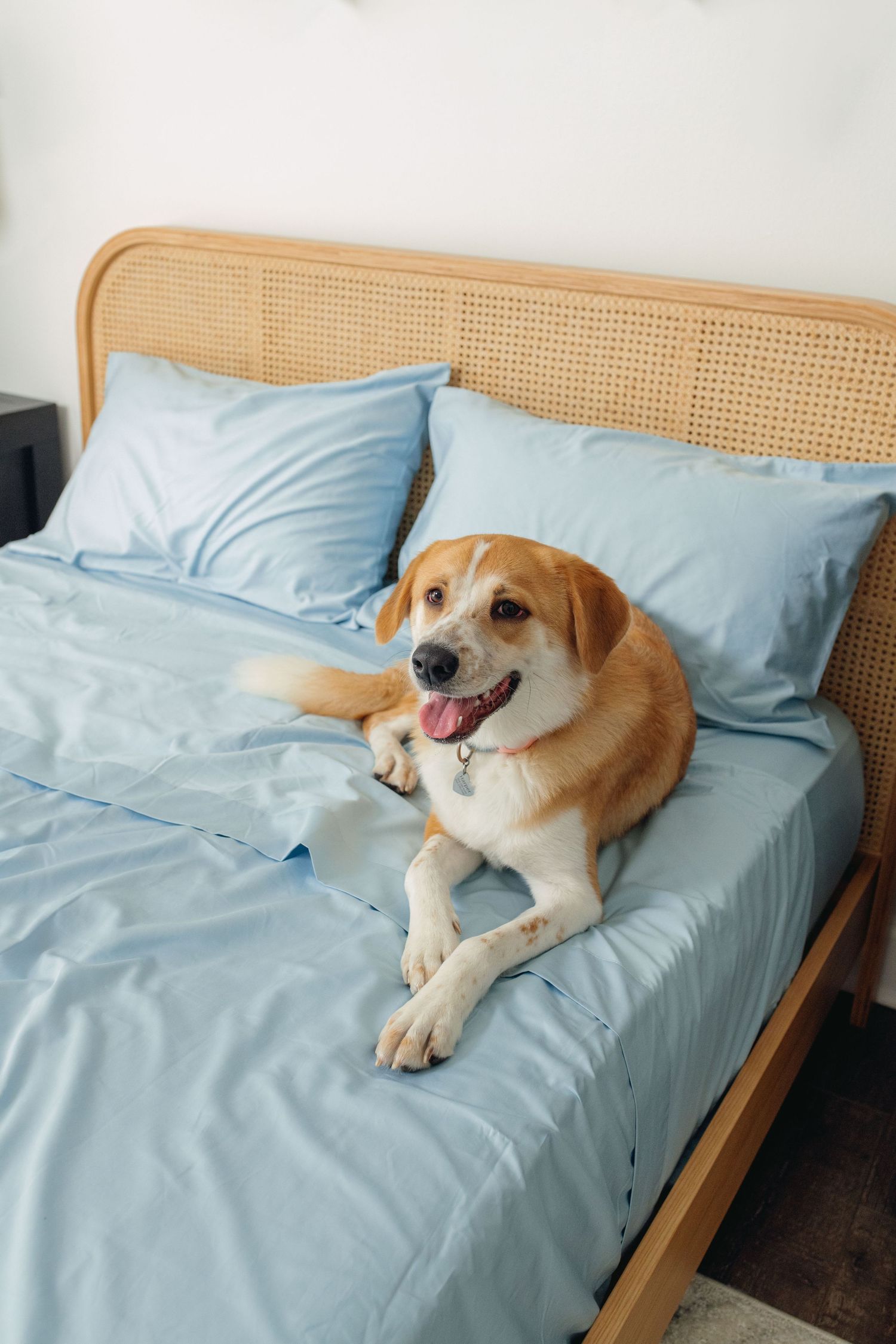 Happy golden dog lying on light blue bed sheets with rattan headboard in bright bedroom.