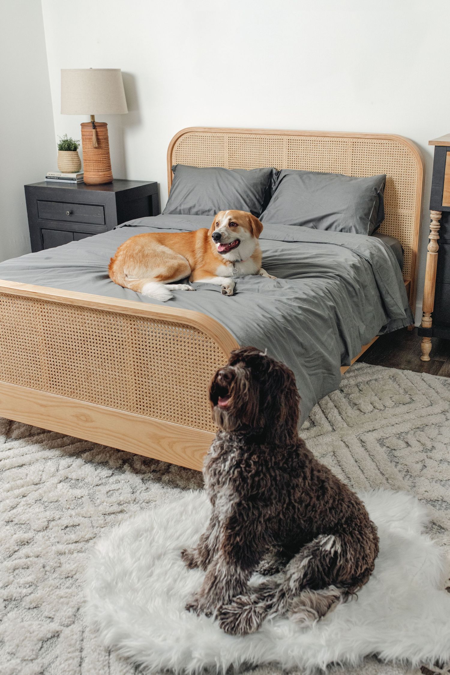 Golden dog resting on gray bed while dark curly-haired dog sits on white rug beside rattan bed.