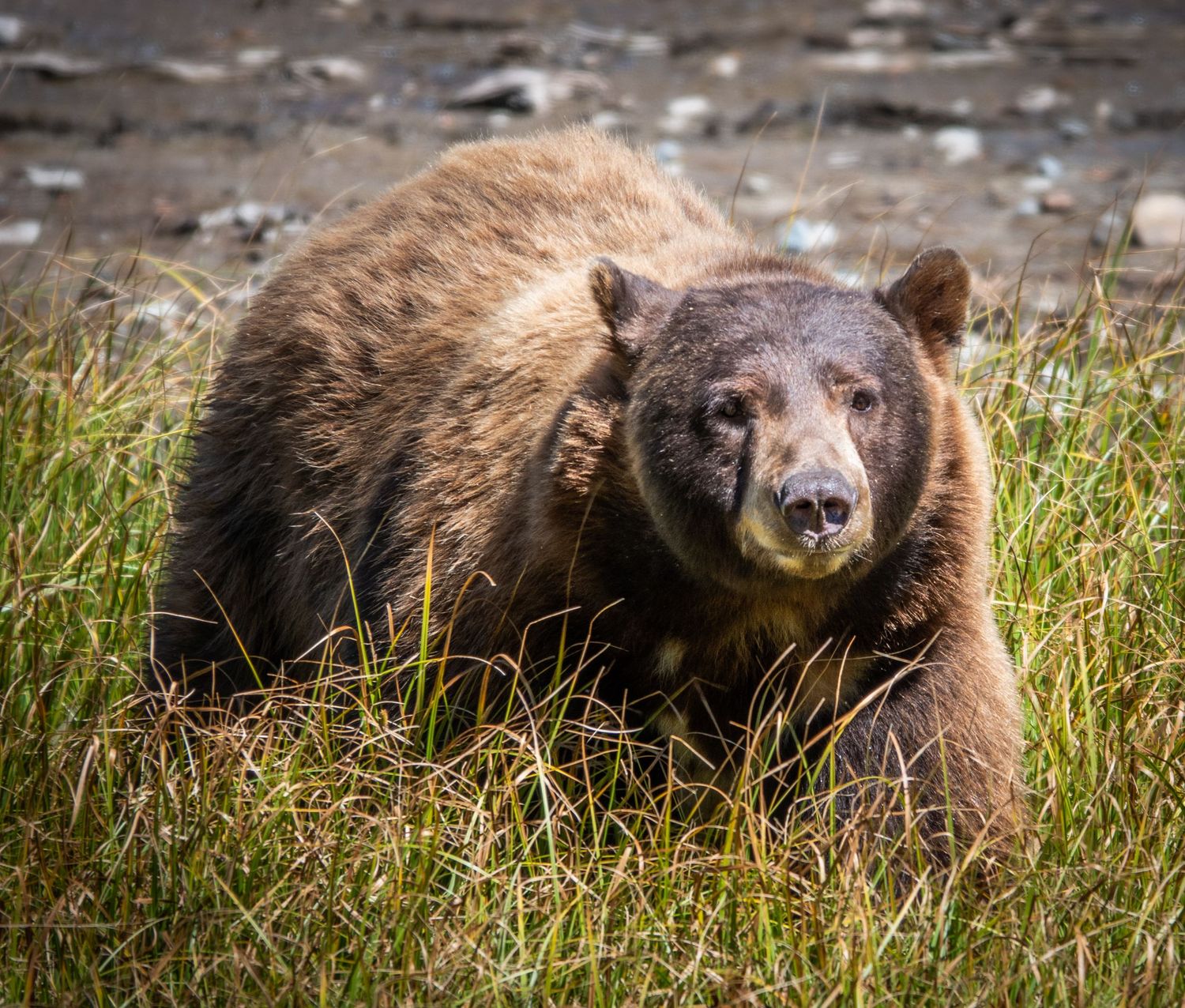 Brown bear standing in tall grass with alert expression and thick fur coat.