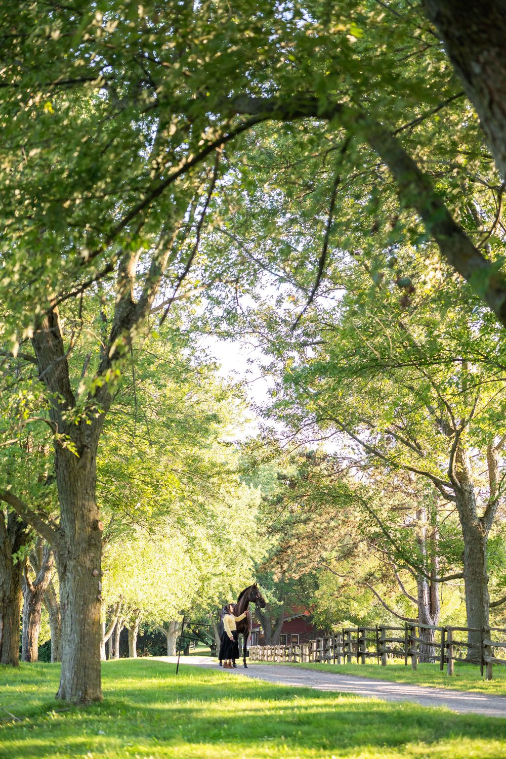 Person walking a dark horse down a tree-lined path on a lush green farm.