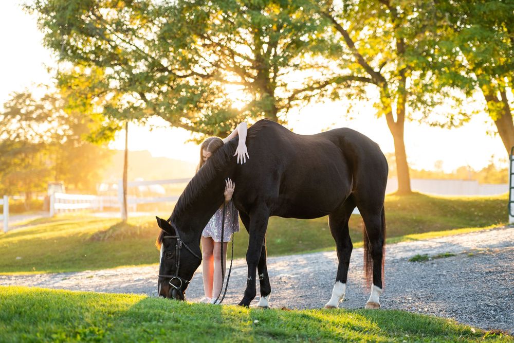 A black horse grazes on green grass beside a person at golden sunset near trees on a scenic farm.