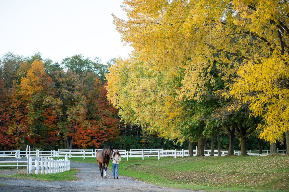 Person leading a brown horse along a white-fenced path surrounded by vibrant autumn foliage trees.