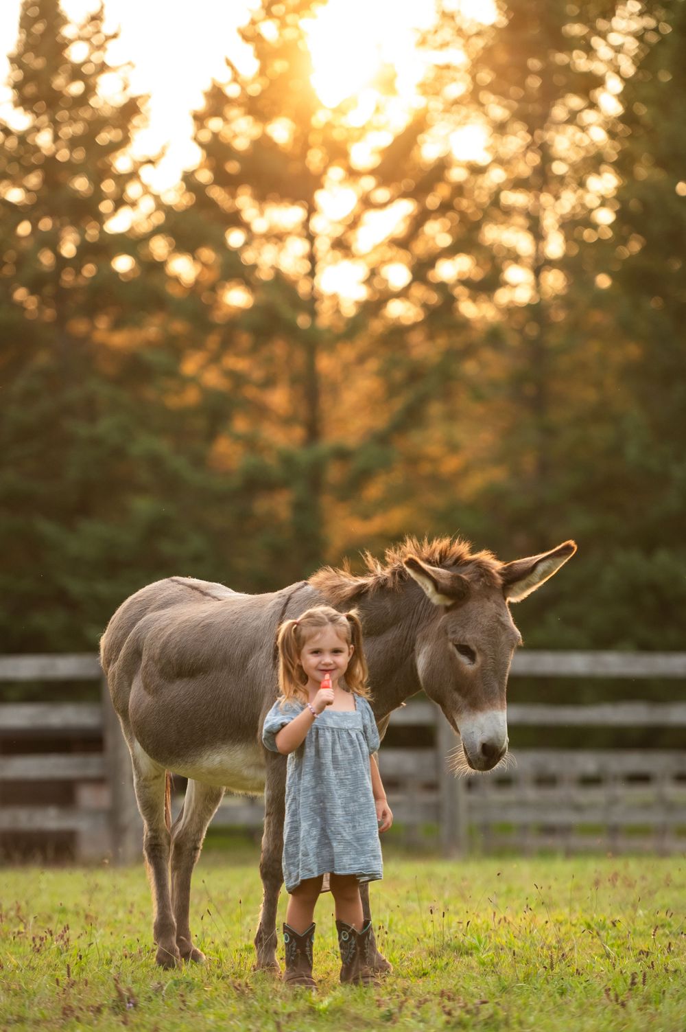 Young child stands alongside friendly donkey in fenced pasture at sunset.