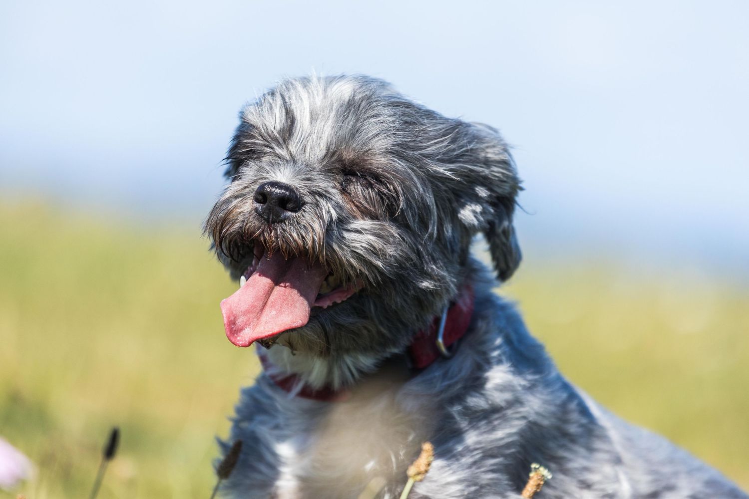 Grey Shih Tzu dog standing on Devils Dyke Brighton from Beautiful Pet Portraits