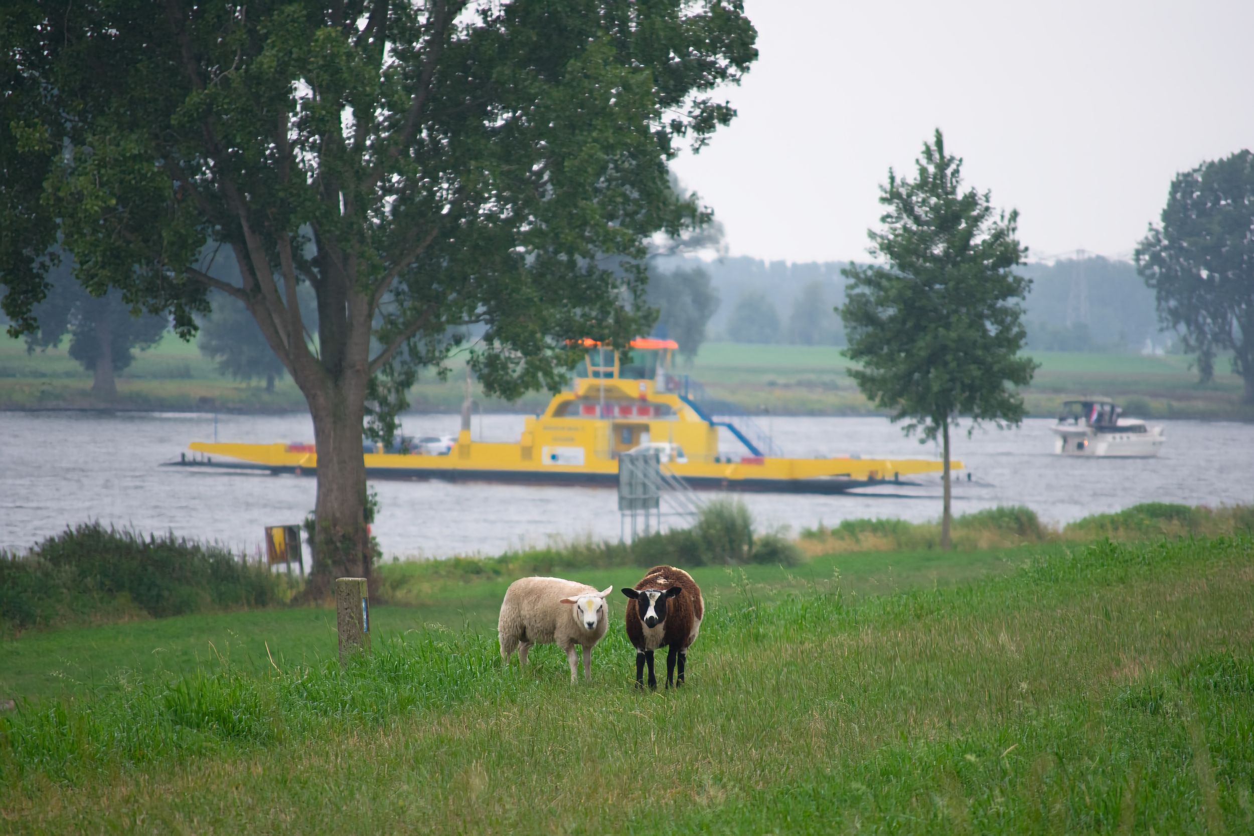 Cows grazing in green grass near a lake with a yellow floating water playground in the background.