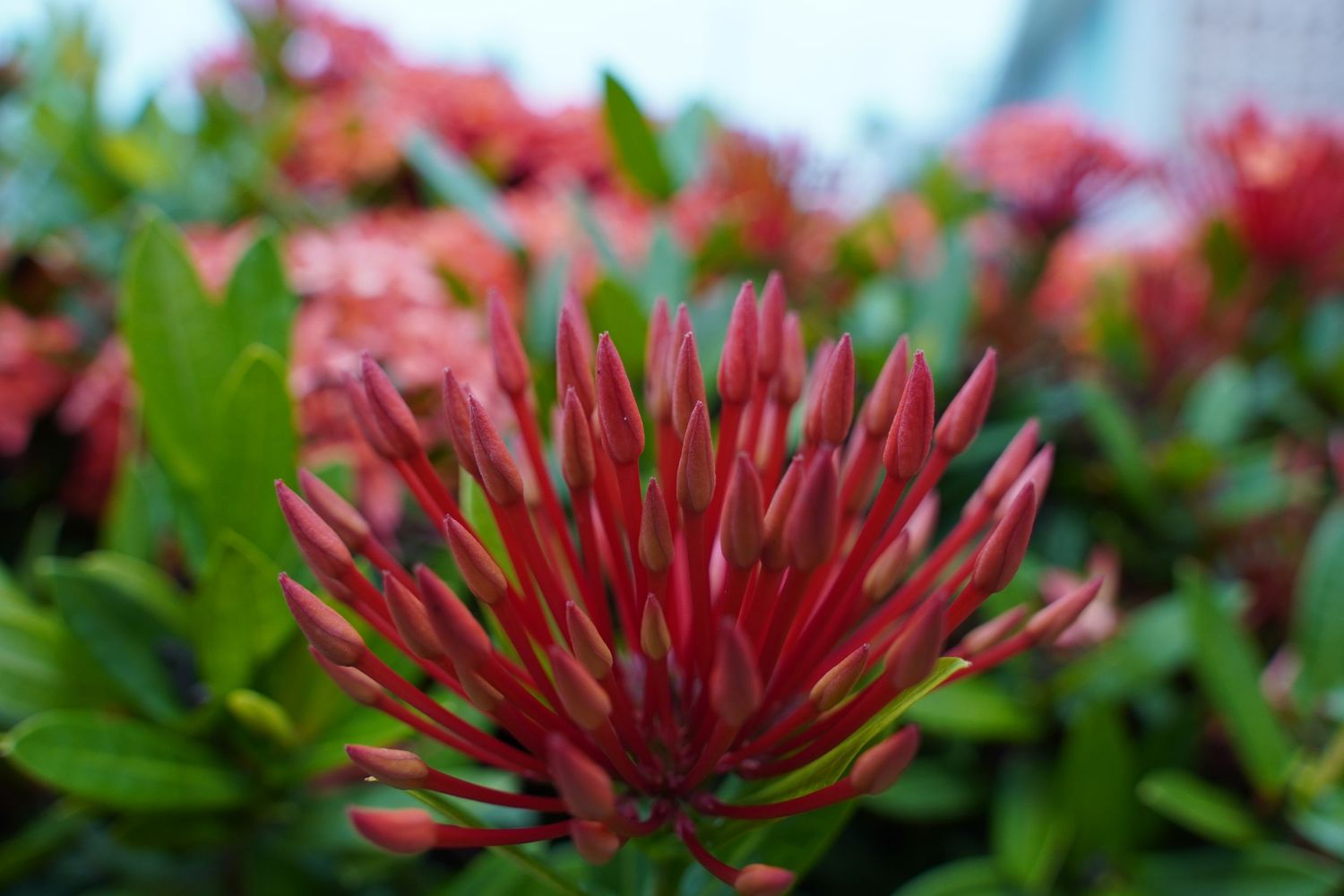 Close-up of a vibrant red spider chrysanthemum flower with spiky petals against blurred green foliage.