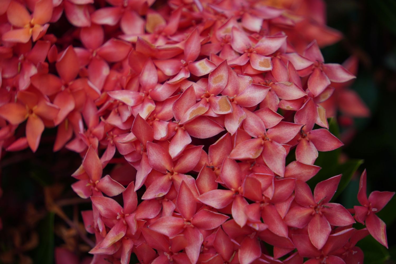 A cluster of vibrant coral-pink Ixora flowers blooms in a dense, ornamental display.