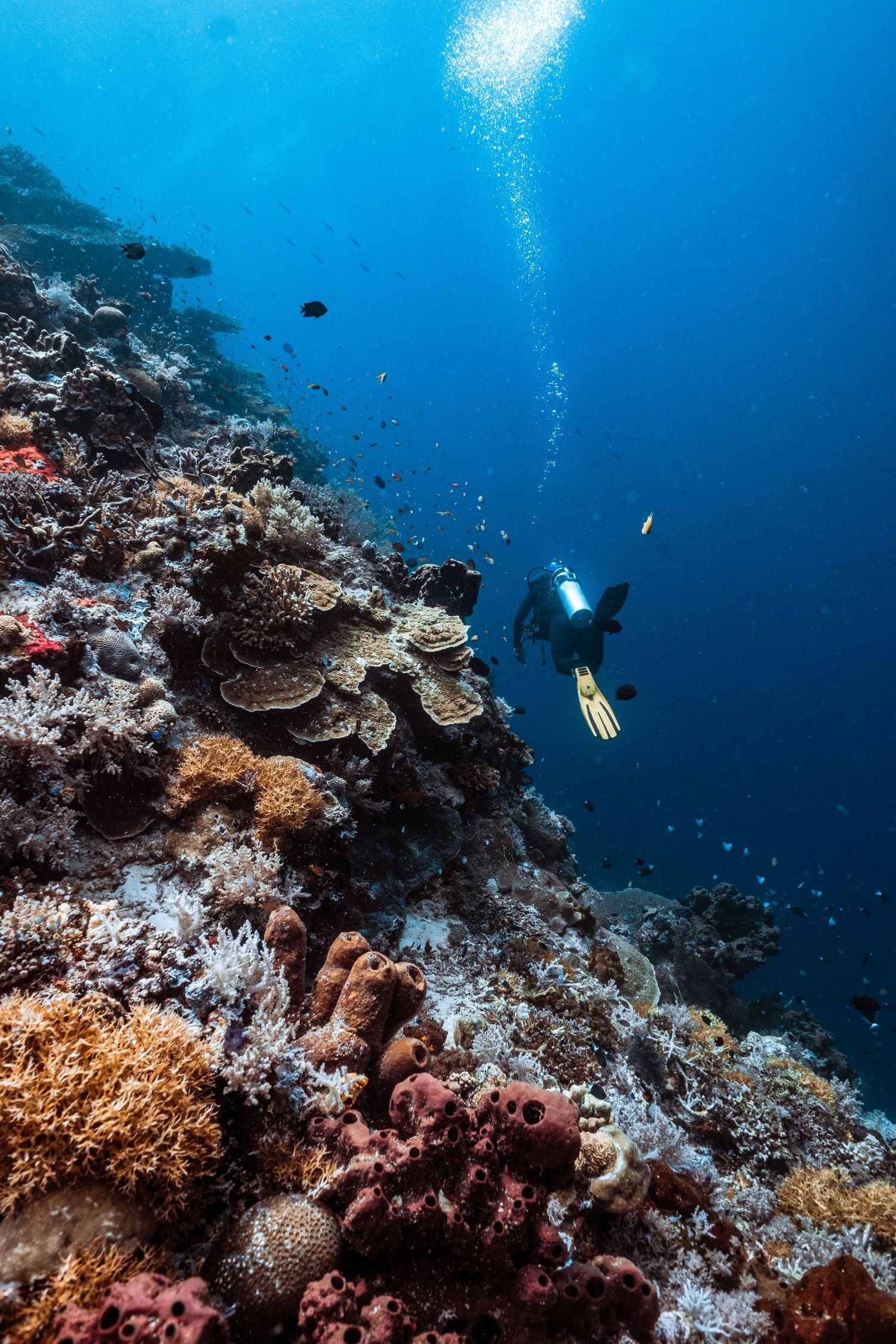 Scuba diver swimming alongside a colorful coral reef teeming with fish in clear blue tropical waters.