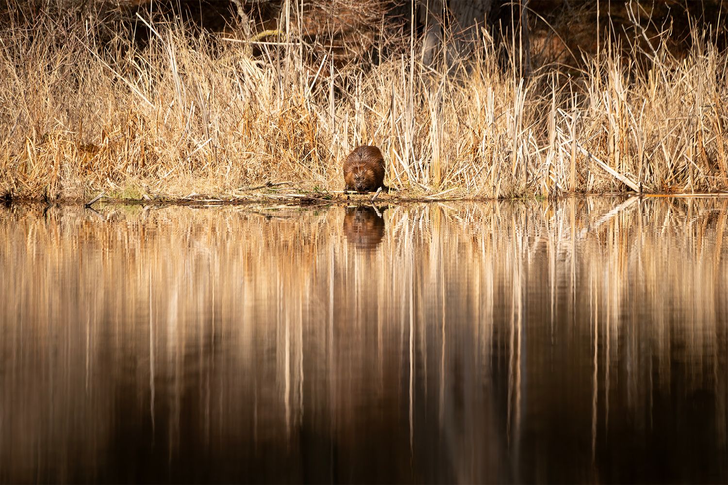 NB#25 - Reflection of a Beaver. Westport, CA.