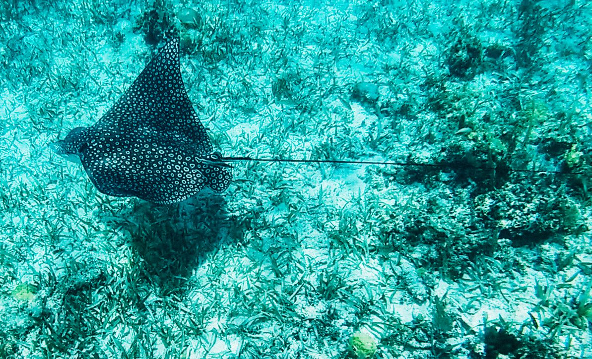 Series of underwater shots showing spotted eagle rays gliding over coral reef.