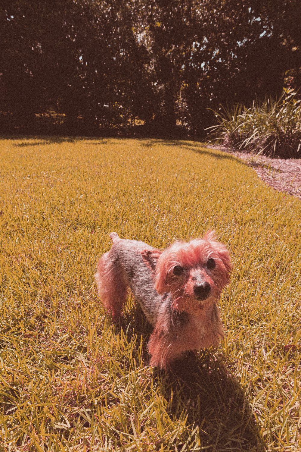 vintage edit, dog