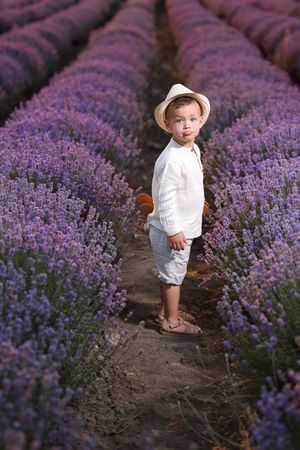 Child in white clothing exploring between rows of blooming lavender plants.