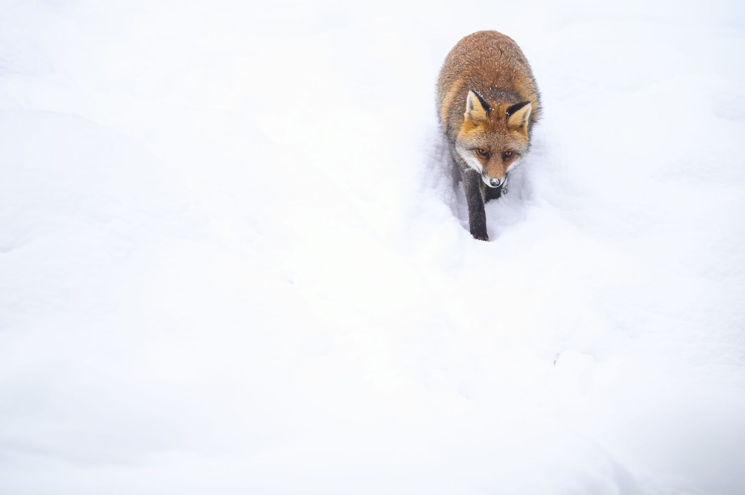 Lone fox walking across snowy white landscape.