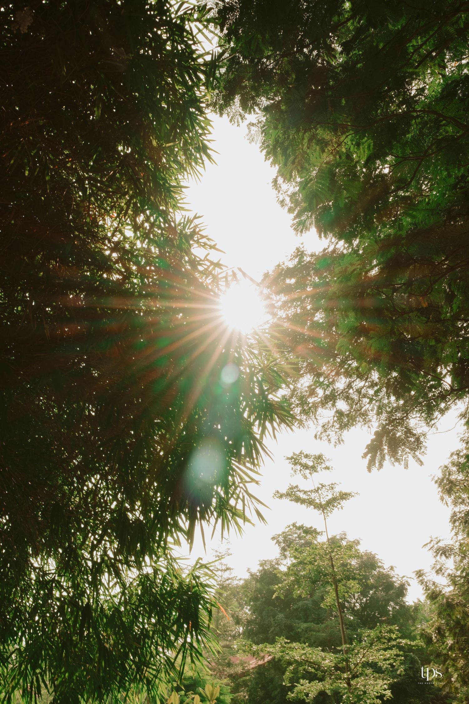 Sunlight streaming through lush green bamboo trees creating a magical forest atmosphere.