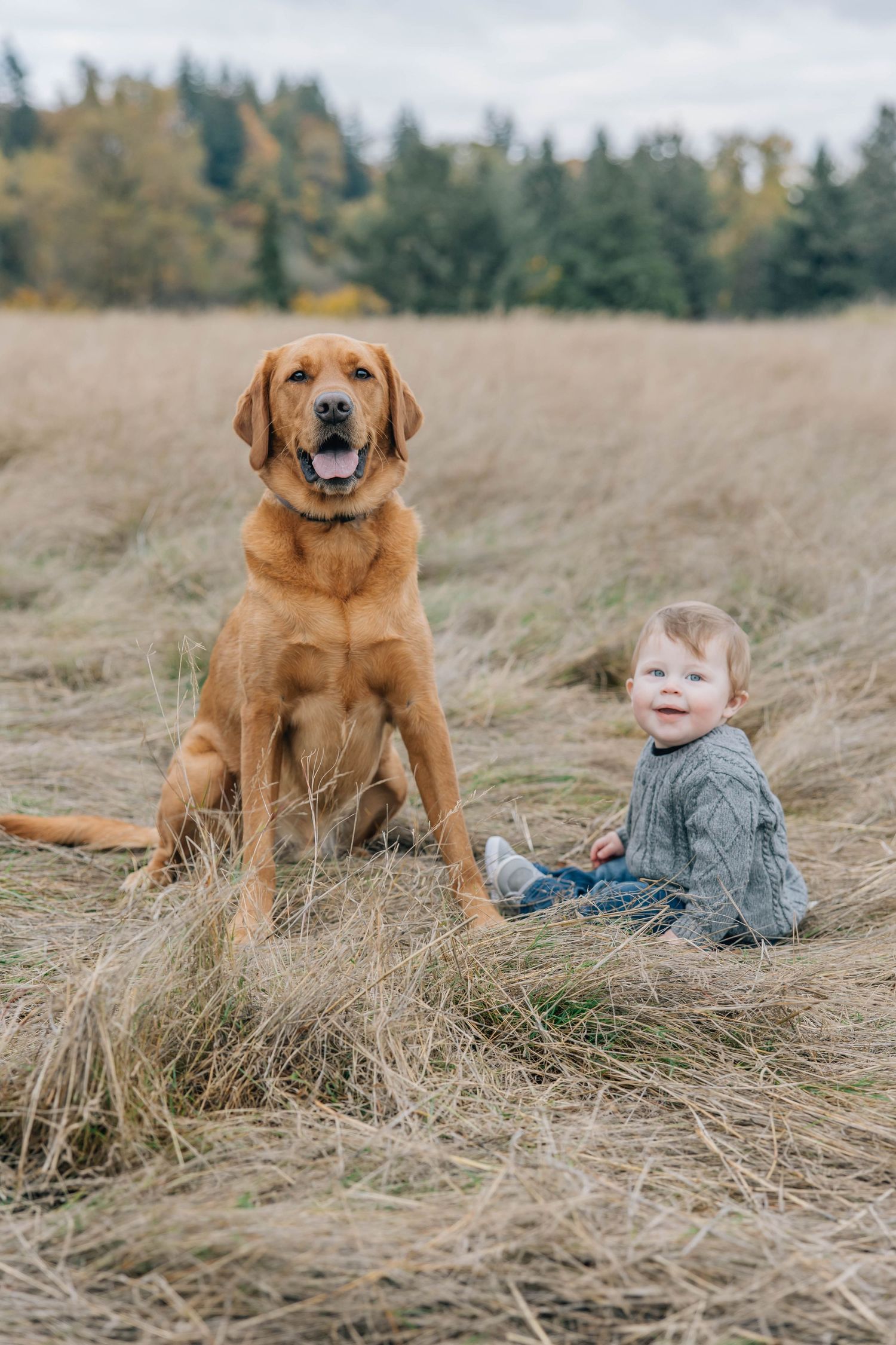 Golden retriever dog sitting beside smiling toddler in dry autumn grass field.