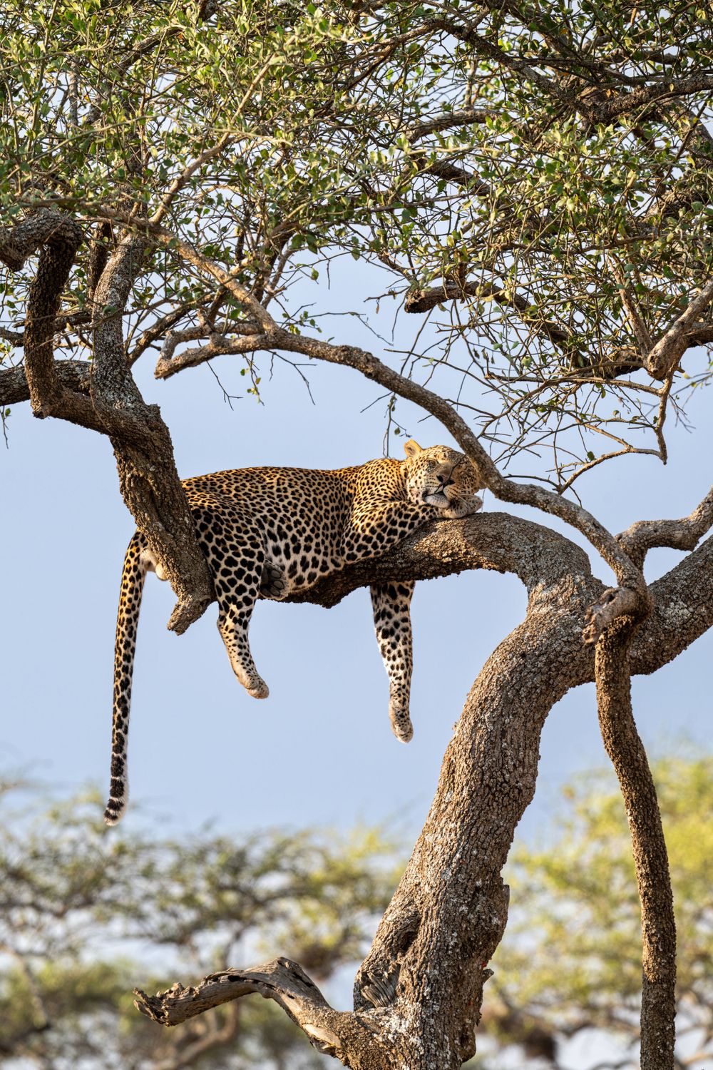 Leopard relaxing on acacia tree branches in African savanna.