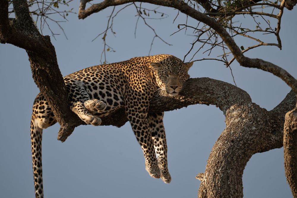 Leopard lounging gracefully on tree branches against blue sky.