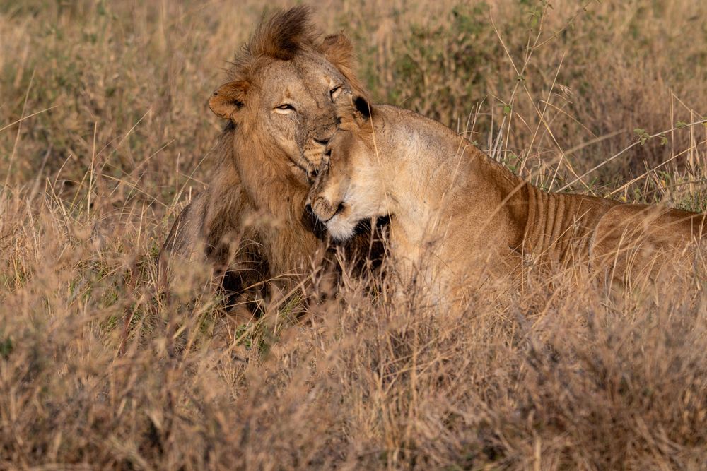Lion stretching and walking on dry grassland in natural safari habitat.