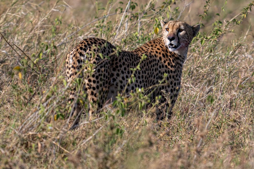 Close-up sequence of a leopard walking through tall grass in the African savanna.
