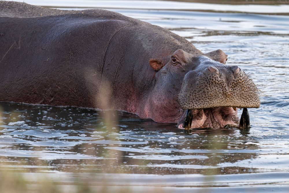 Hippos swimming and submerging in a river with only their heads visible above water.