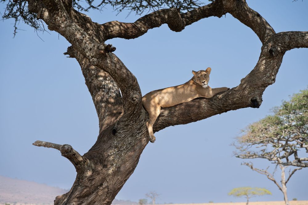 Acacia tree branches against blue sky with wildlife in African savanna landscape.